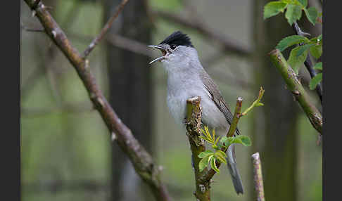 Mönchsgrasmücke (Sylvia atricapilla)