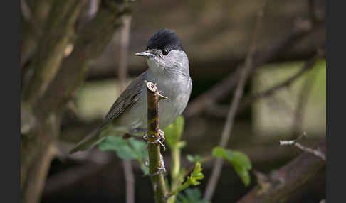 Mönchsgrasmücke (Sylvia atricapilla)