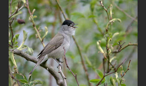 Mönchsgrasmücke (Sylvia atricapilla)