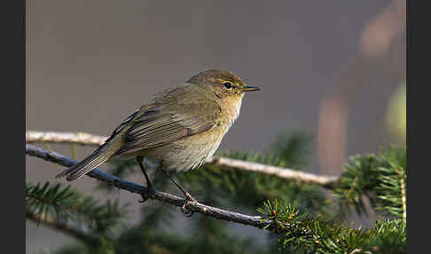 Zilpzalp (Phylloscopus collybita)