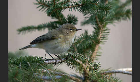 Zilpzalp (Phylloscopus collybita)