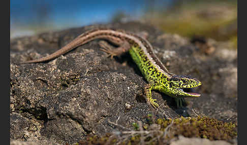 Zauneidechse (Lacerta agilis)