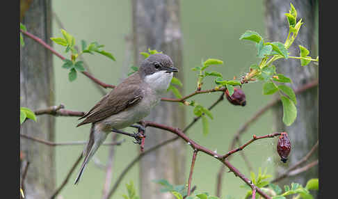 Zaungrasmücke (Sylvia curruca)