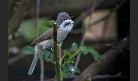 Zaungrasmücke (Sylvia curruca)