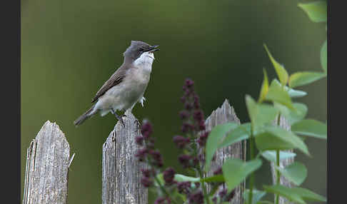 Zaungrasmücke (Sylvia curruca)