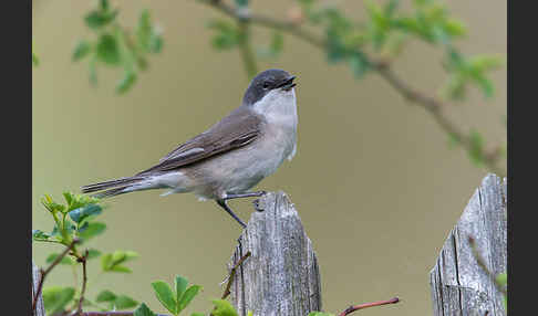 Zaungrasmücke (Sylvia curruca)