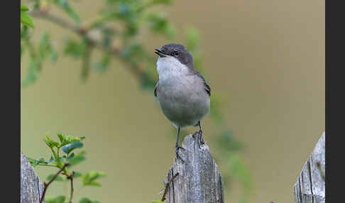 Zaungrasmücke (Sylvia curruca)