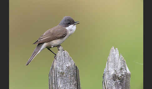 Zaungrasmücke (Sylvia curruca)