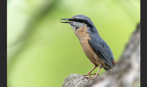 Kleiber (Sitta europaea)