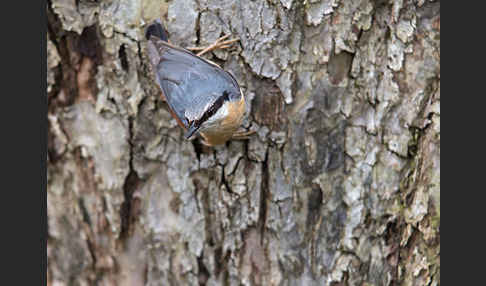 Kleiber (Sitta europaea)