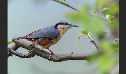 Kleiber (Sitta europaea)