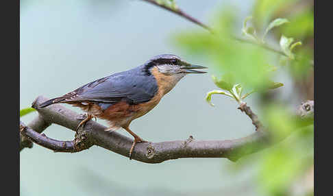 Kleiber (Sitta europaea)