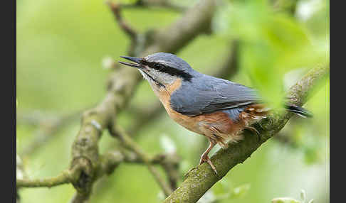 Kleiber (Sitta europaea)