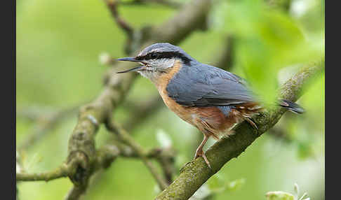 Kleiber (Sitta europaea)