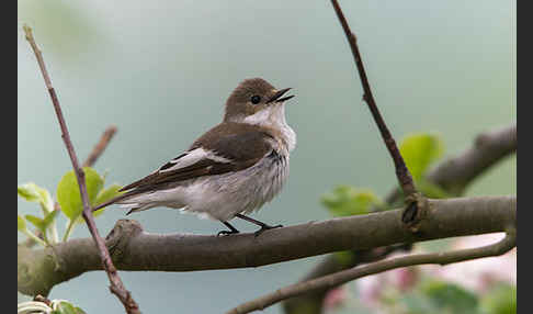 Trauerschnäpper (Ficedula hypoleuca)