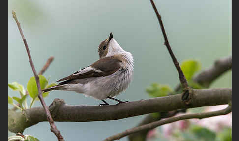 Trauerschnäpper (Ficedula hypoleuca)