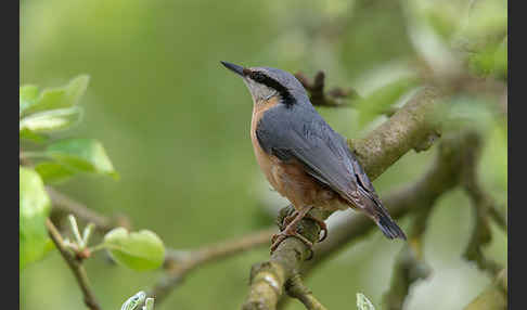 Kleiber (Sitta europaea)