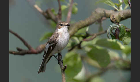 Trauerschnäpper (Ficedula hypoleuca)