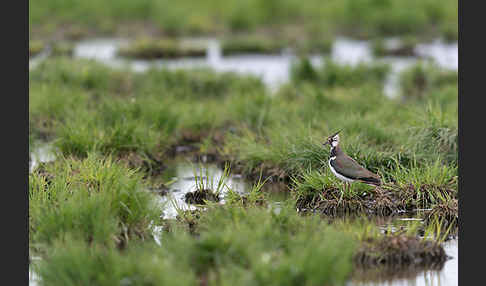 Kiebitz (Vanellus vanellus)