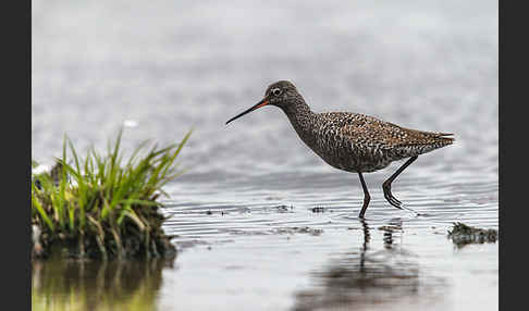 Dunkler Wasserläufer (Tringa erythropus)