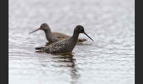 Dunkler Wasserläufer (Tringa erythropus)