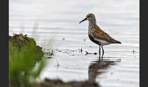 Alpenstrandläufer (Calidris alpina)