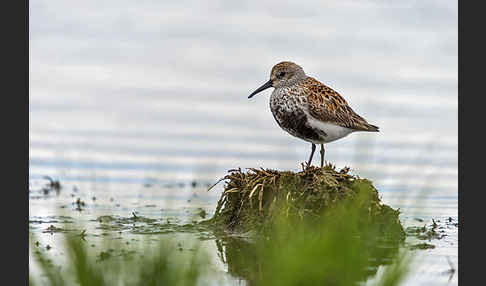 Alpenstrandläufer (Calidris alpina)