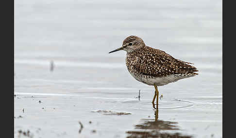 Bruchwasserläufer (Tringa glareola)