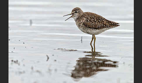 Bruchwasserläufer (Tringa glareola)