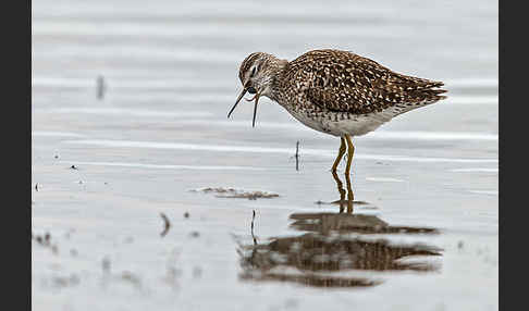 Bruchwasserläufer (Tringa glareola)