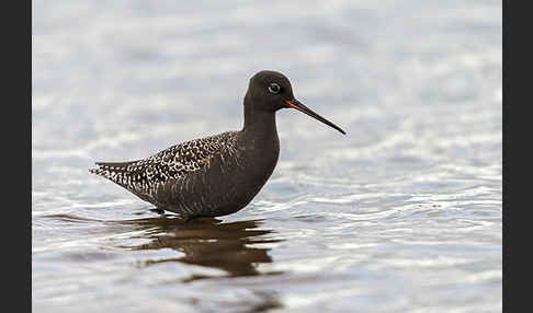 Dunkler Wasserläufer (Tringa erythropus)