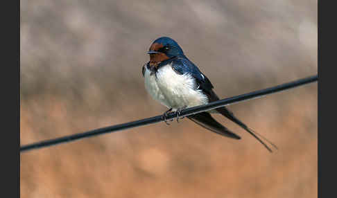 Rauchschwalbe (Hirundo rustica)