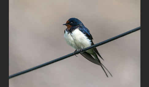 Rauchschwalbe (Hirundo rustica)