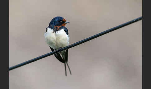 Rauchschwalbe (Hirundo rustica)