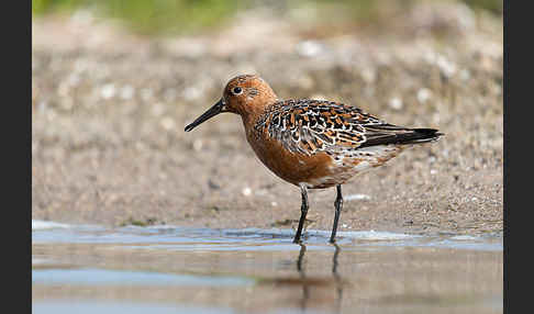 Knutt (Calidris canutus)