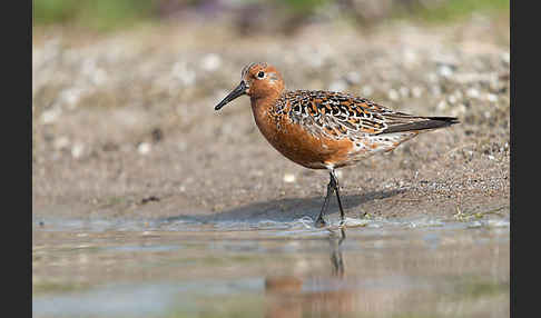 Knutt (Calidris canutus)