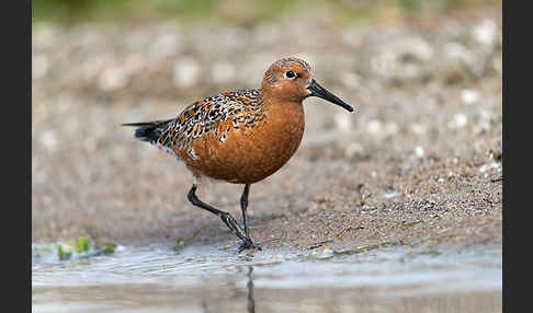 Knutt (Calidris canutus)