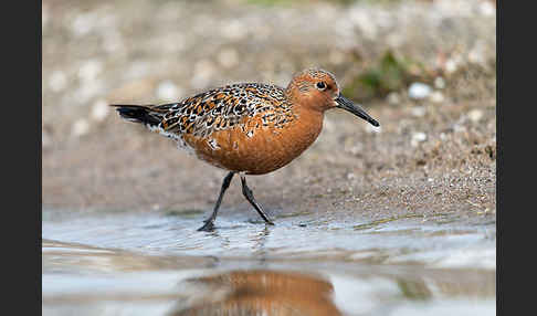 Knutt (Calidris canutus)