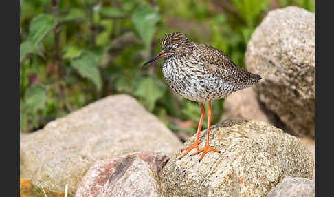 Rotschenkel (Tringa totanus)