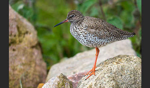 Rotschenkel (Tringa totanus)