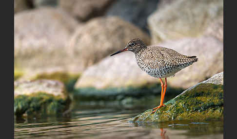 Rotschenkel (Tringa totanus)