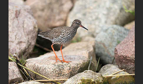 Rotschenkel (Tringa totanus)