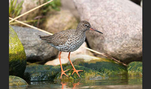 Rotschenkel (Tringa totanus)