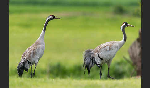 Kranich (Grus grus)