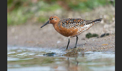 Knutt (Calidris canutus)