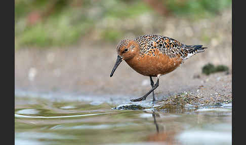 Knutt (Calidris canutus)