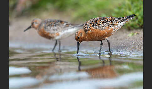 Knutt (Calidris canutus)