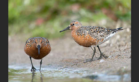 Knutt (Calidris canutus)