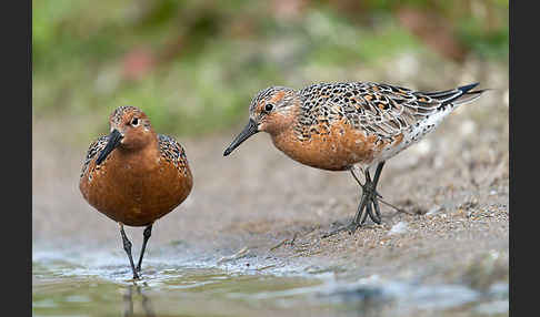 Knutt (Calidris canutus)