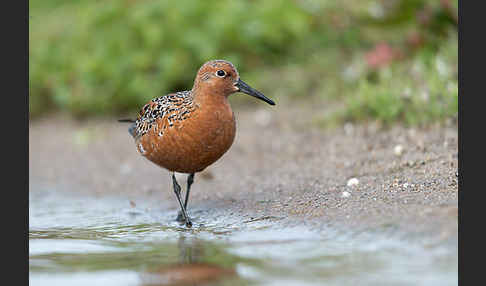 Knutt (Calidris canutus)